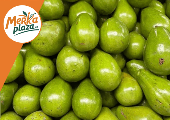 Aguacate Papelillo