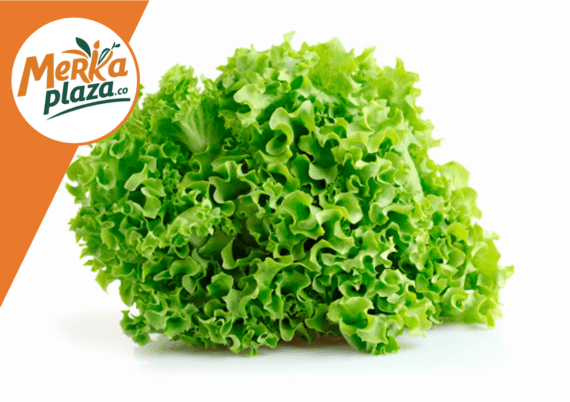 Lechuga Crespa